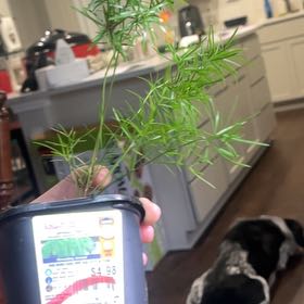 Photo of the plant species Emerald Feather Fern by @HeirMakura61 named da Vinci on Greg, the plant care app