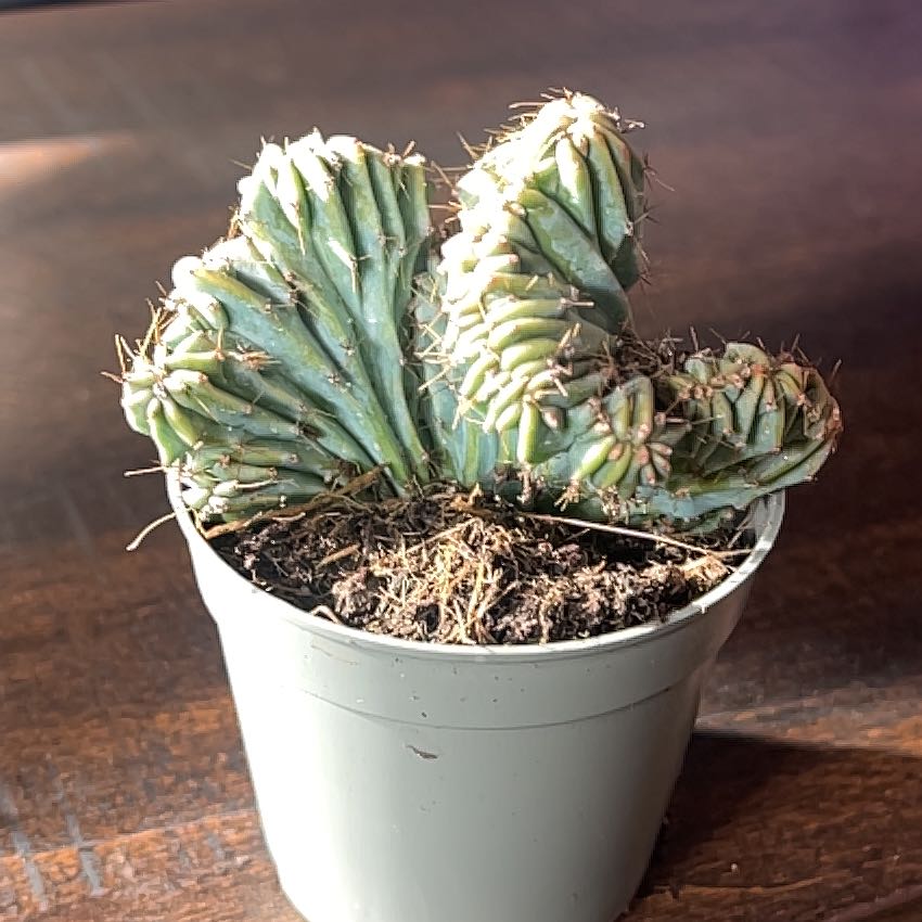 Photo of the plant species Crested Myrtillocactus by @HeirMakura61 named Luna on Greg, the plant care app