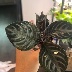 Photo of the plant species Zebra Fuego by @HeirMakura61 named Sproutacus on Greg, the plant care app