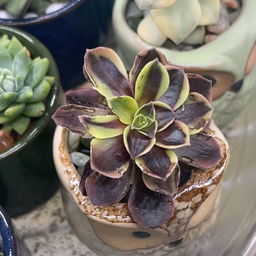 Photo of the plant species Aeonium 'Superbang' by @Cattleya03 named Forrest on Greg, the plant care app