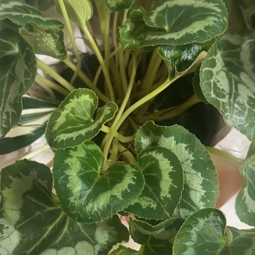 Photo of the plant species Cyclamen by @Islandgirlstx named Shakira on Greg, the plant care app