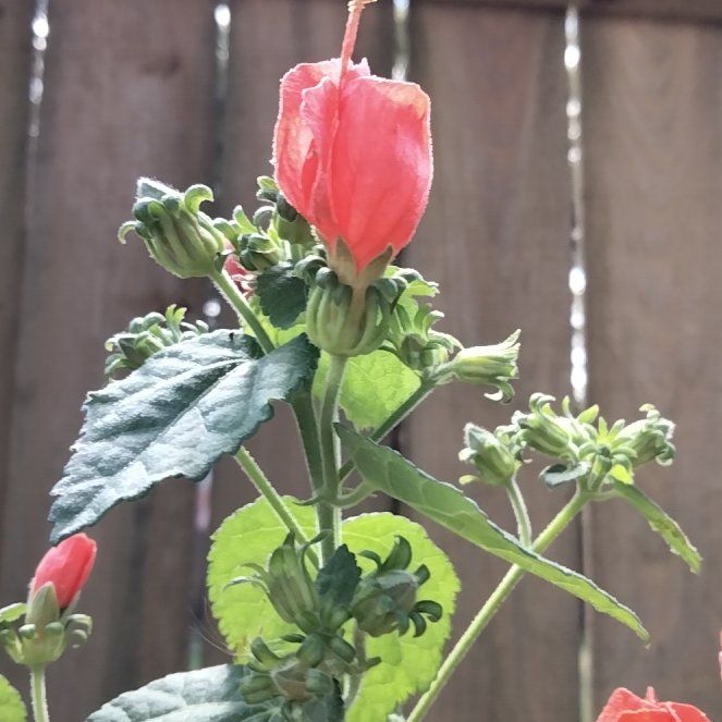 Photo of the plant species Wax Mallow by @BigMoonwort87 named Huckleberry Fern on Greg, the plant care app