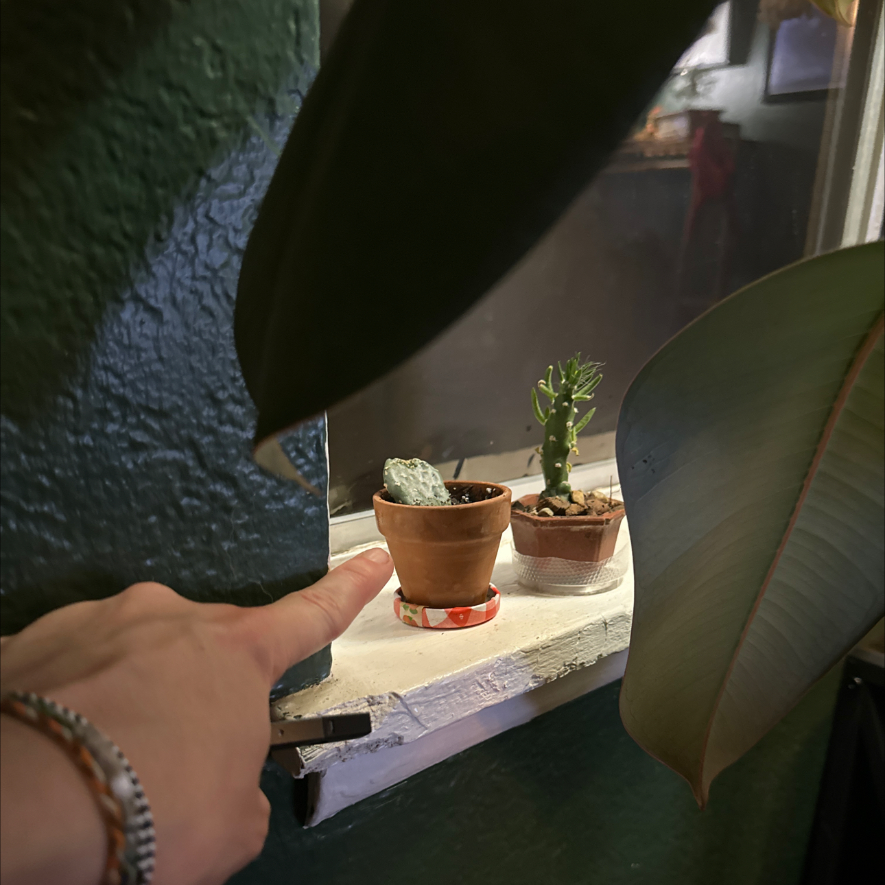 Photo of the plant species Roadkill Cactus by @HipAntplant99 named Emerson on Greg, the plant care app