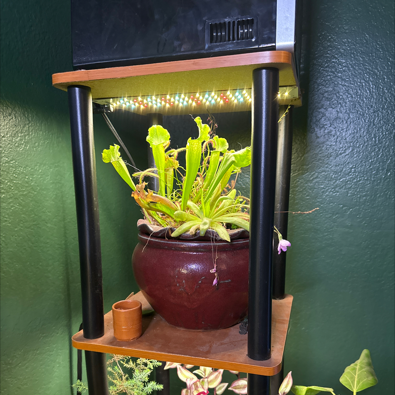 Photo of the plant species English Sundew by @HipAntplant99 named Doja Cat on Greg, the plant care app