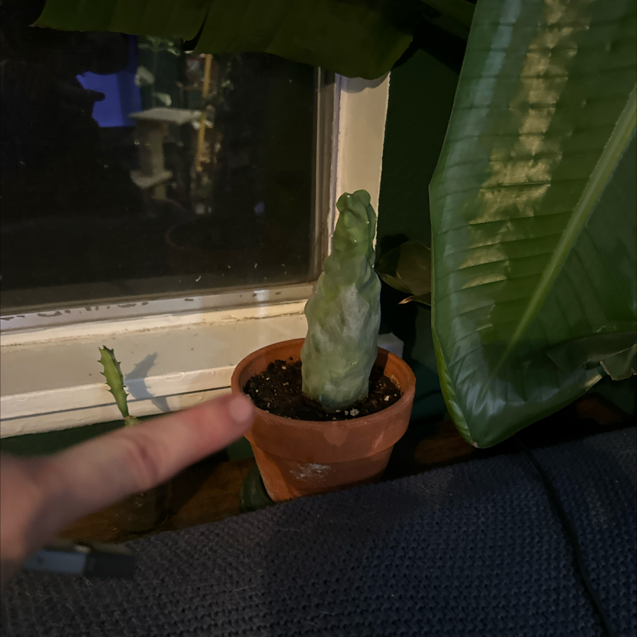 Photo of the plant species Totem Pole Cactus by @HipAntplant99 named Gomez on Greg, the plant care app