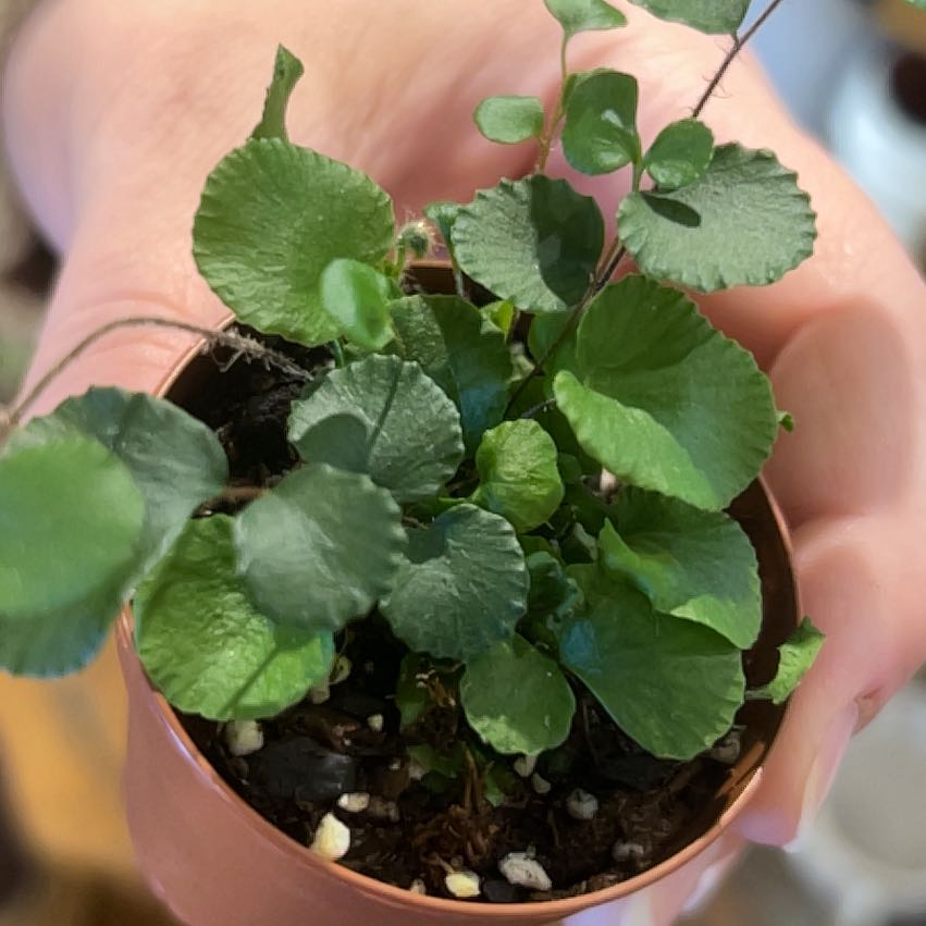Photo of the plant species Valley Mist Fern by @GaietyAster96 named Sonora on Greg, the plant care app