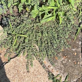 Photo of the plant species Blue Weed by @HotWavycap31 named Pax on Greg, the plant care app