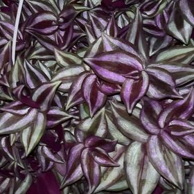 Photo of the plant species Morning Glory by @CleanAnthora named Shakira on Greg, the plant care app