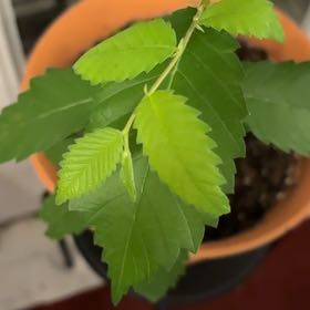 Photo of the plant species Japanese Zelkova by @FunWavycap19 named McKinley on Greg, the plant care app