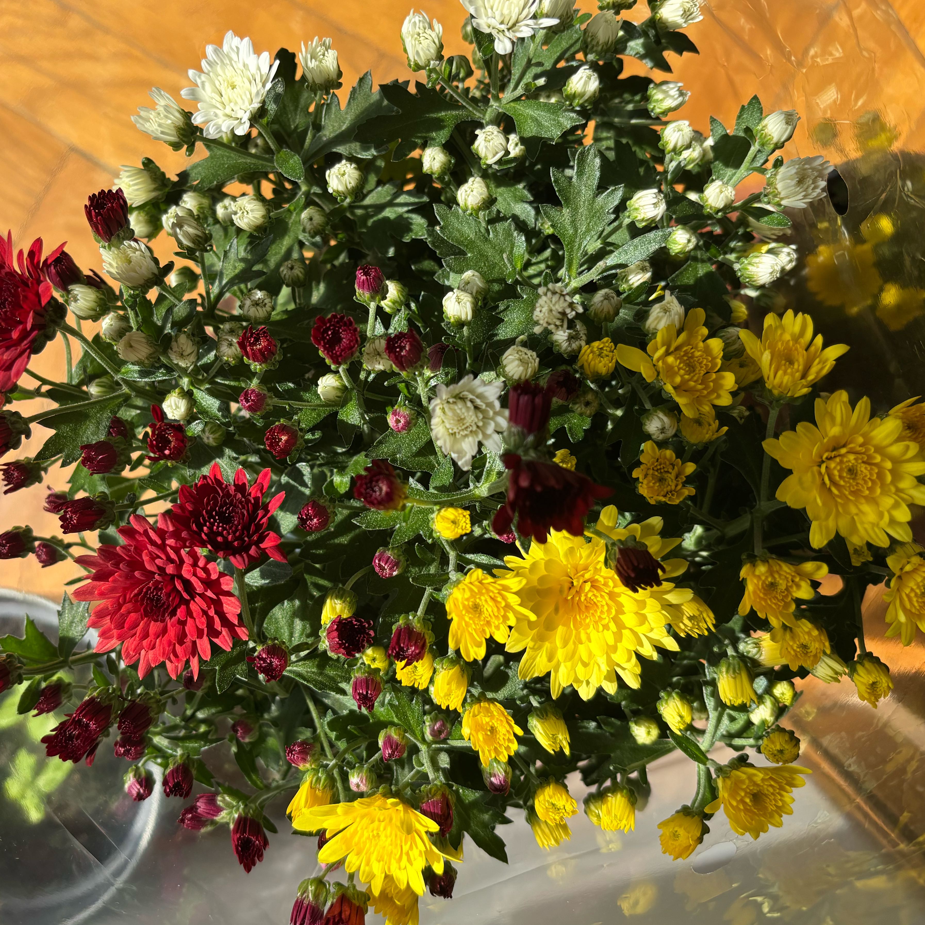 Photo of the plant species Chrysanthemum 'Fiona' by @StoutCapeweed85 named Sage on Greg, the plant care app