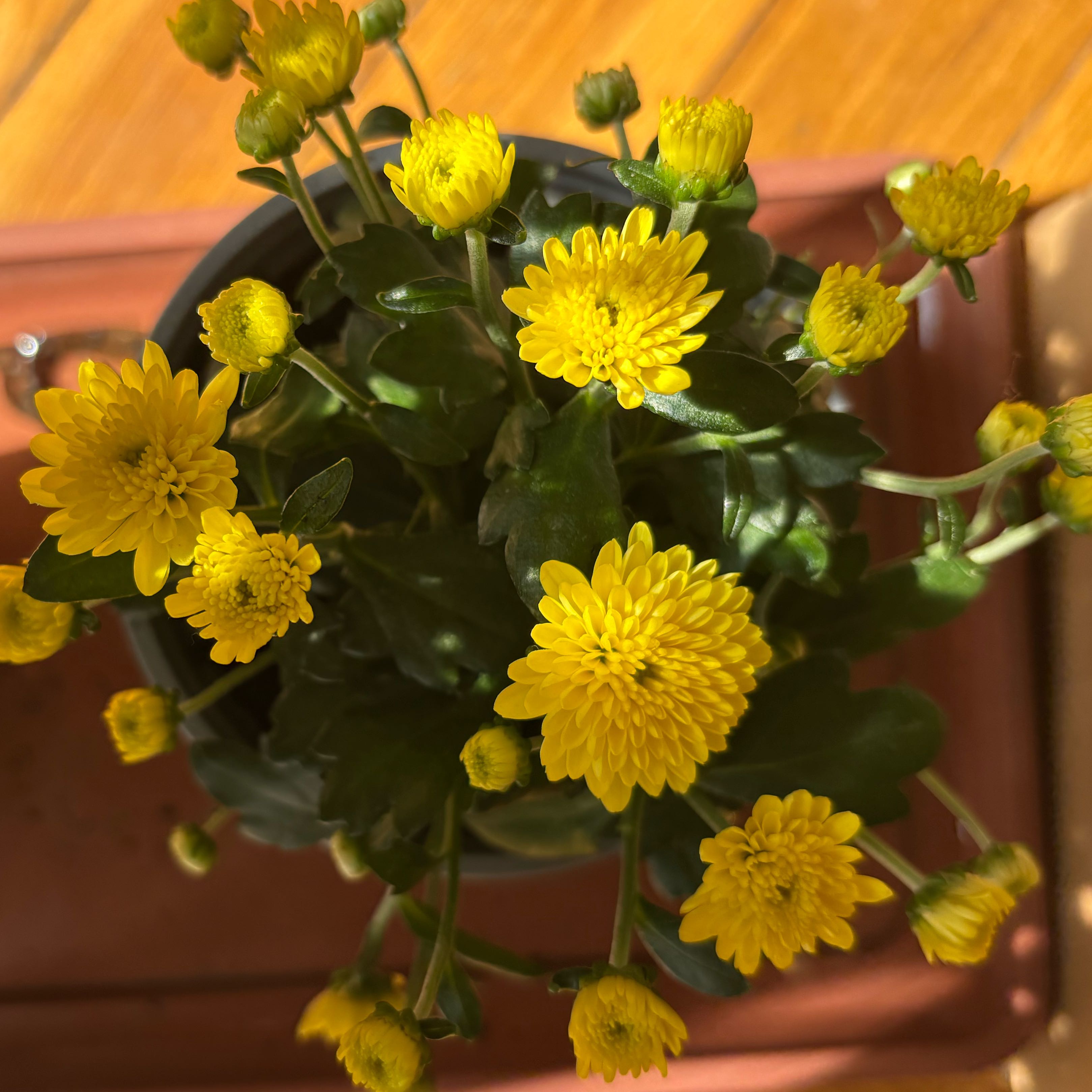 Photo of the plant species Indian Chrysanthemum by @StoutCapeweed85 named Scarlett on Greg, the plant care app