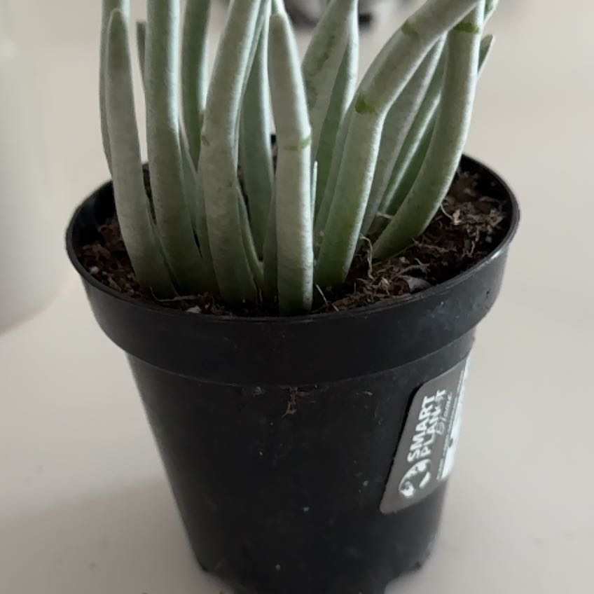 Photo of the plant species Senecio scaposus by @YernOrchid99 named Sahara on Greg, the plant care app