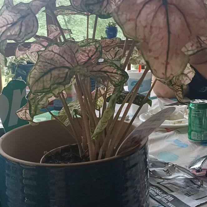 Photo of the plant species Splash of Wine Caladium by @PrimoLovevine88 named Coco on Greg, the plant care app