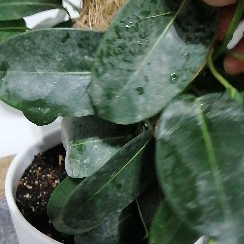 Photo of the plant species Ficus elastica by @TimelyBonsai42 named Osmo on Greg, the plant care app