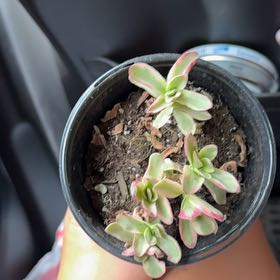 Photo of the plant species Crassula 'Daydream' by @TrueHappyleaf85 named Daydream on Greg, the plant care app