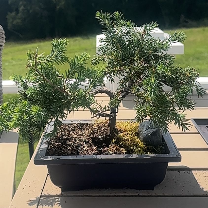Photo of the plant species American Common Juniper by @AstuteHedera71 named Delilah on Greg, the plant care app