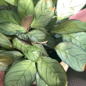 Photo of the plant species Prayer Plant by @AsIGrow209 named Margret on Greg, the plant care app