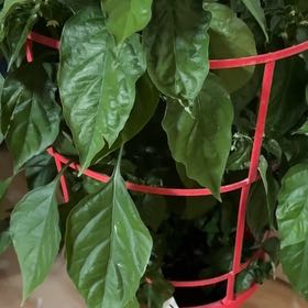 Photo of the plant species Orange Habanero by @PlenaryPomelo93 named Marley on Greg, the plant care app