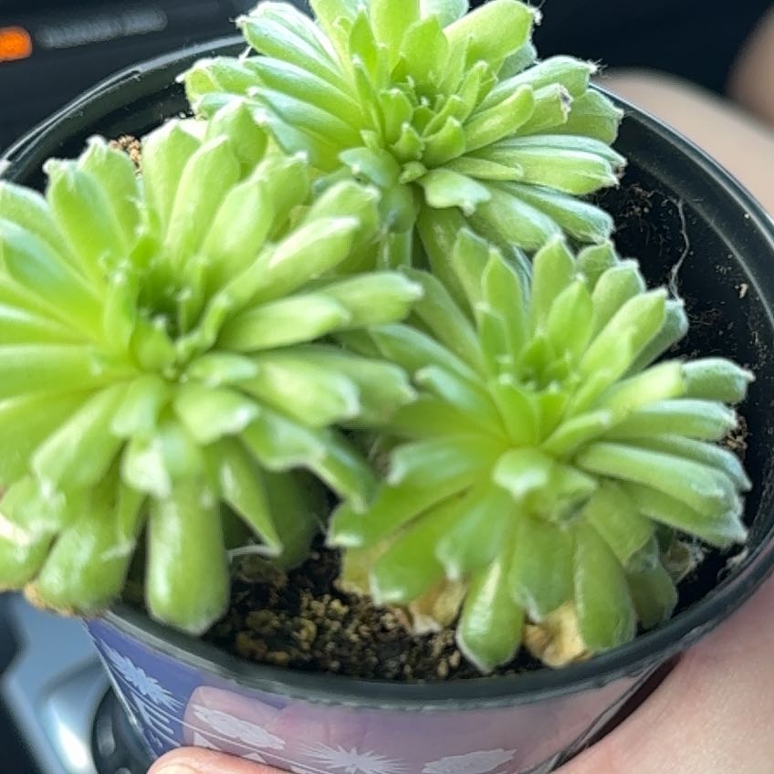 Photo of the plant species Sempervivum 'Cebenese' by @TopHoyajade31 named Cleopatra on Greg, the plant care app