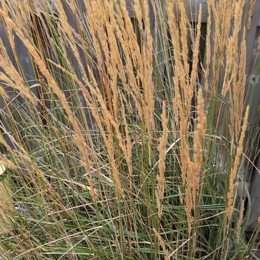 Photo of the plant species False Oat-Grass by @GiddyChia85 named Baesil on Greg, the plant care app