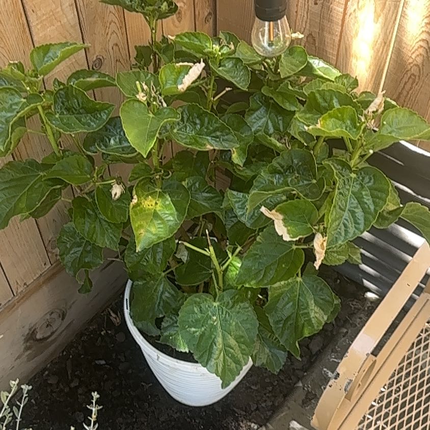 Photo of the plant species White Hibiscus by @BonafideAnise51 named Fernie Mercury on Greg, the plant care app