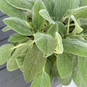 Photo of the plant species Stachys Byzantina by @AdonicMum14 named Lamb Chop on Greg, the plant care app
