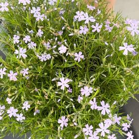 Photo of the plant species Moss Phlox by @AdonicMum14 named Dolores on Greg, the plant care app