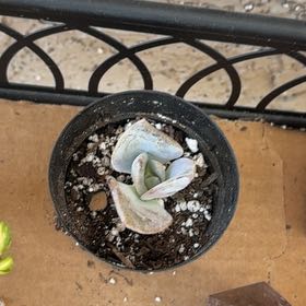 Photo of the plant species Graptoveria 'Jacaranda' by @ProOkra70 named Wall-E on Greg, the plant care app