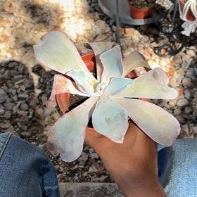 Photo of the plant species Echeveria 'Afterglow' by @ProOkra70 named Zeus on Greg, the plant care app