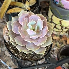 Photo of the plant species Echeveria by @ProOkra70 named Stella on Greg, the plant care app