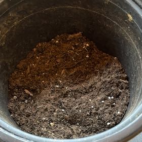 Photo of the plant species Autumn Gold Pumpkin by @PeachyOmnom12 named Michelle on Greg, the plant care app