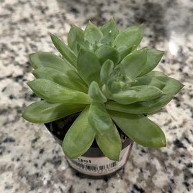 Photo of the plant species Rigel by @Catmomma named Stella on Greg, the plant care app