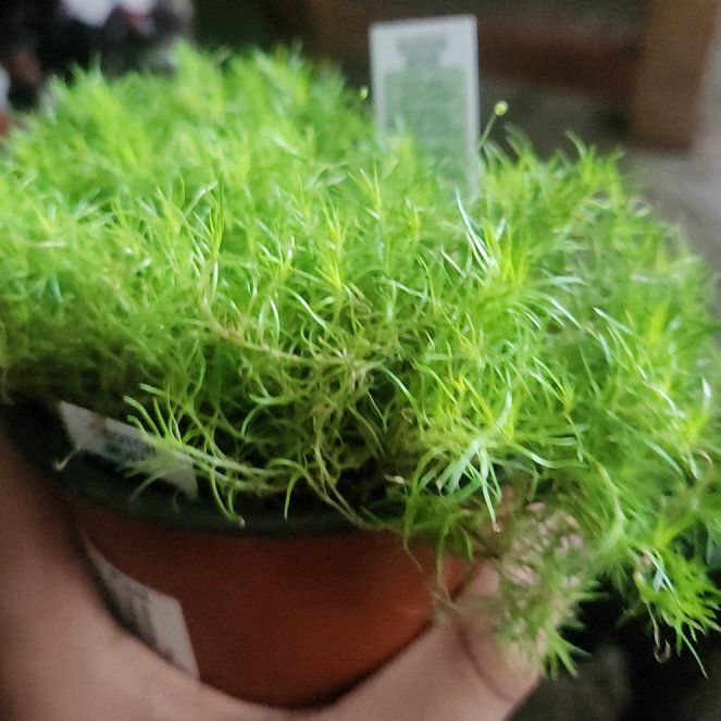 Photo of the plant species Irish Moss by @YeahOlneya38 named Sylvia on Greg, the plant care app