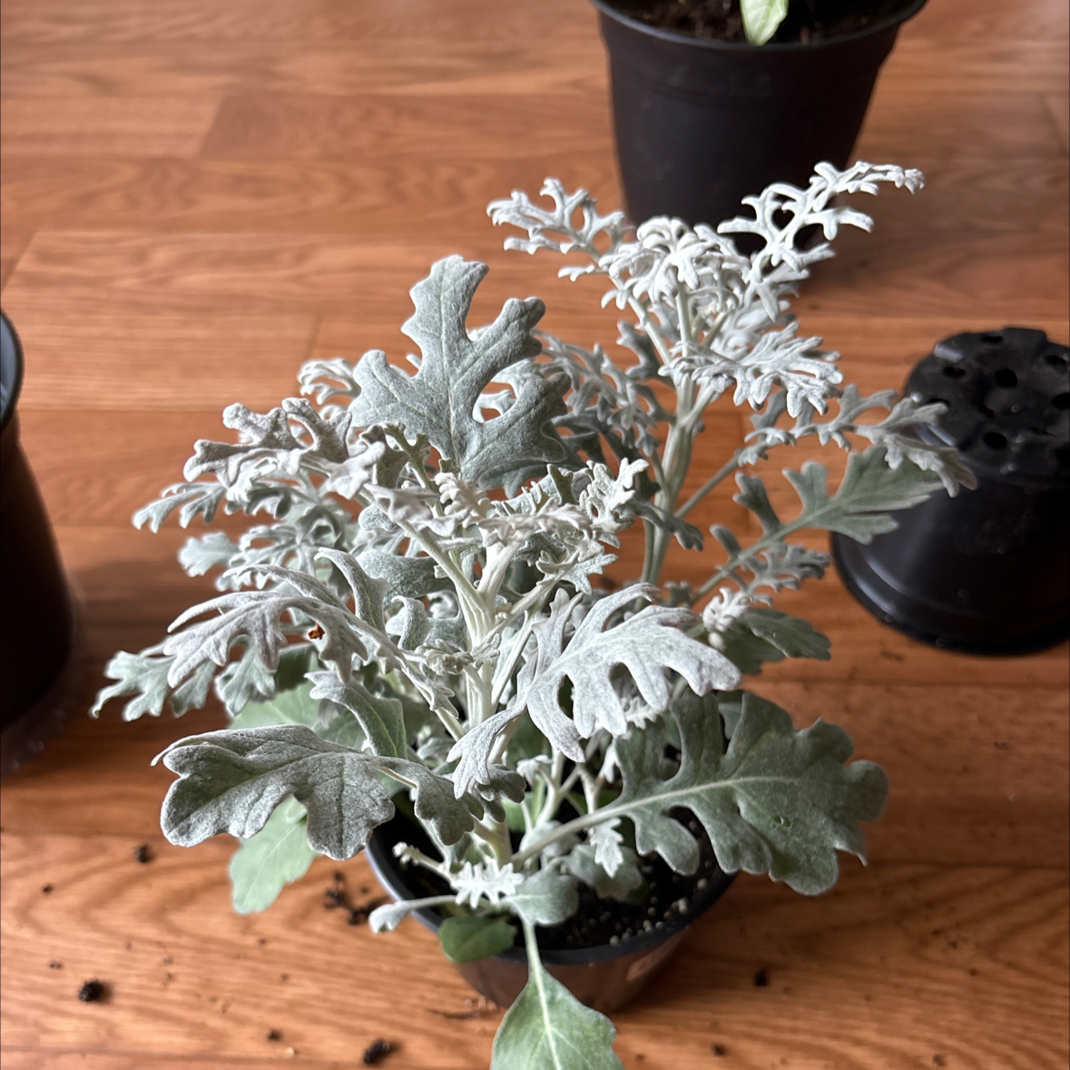 Photo of the plant species Dusty Miller by @ZingyGardenleek named Dusty on Greg, the plant care app