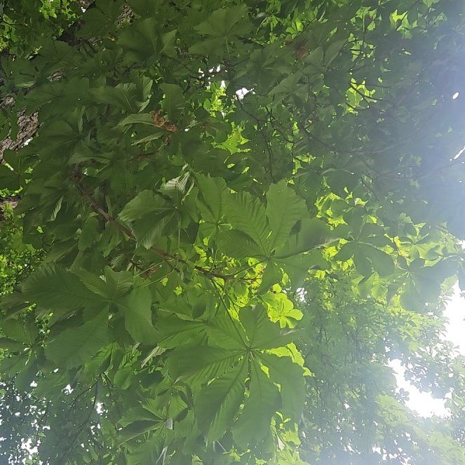Photo of the plant species European Horse-Chestnut by @LeadBushlily85 named Peter Parker on Greg, the plant care app