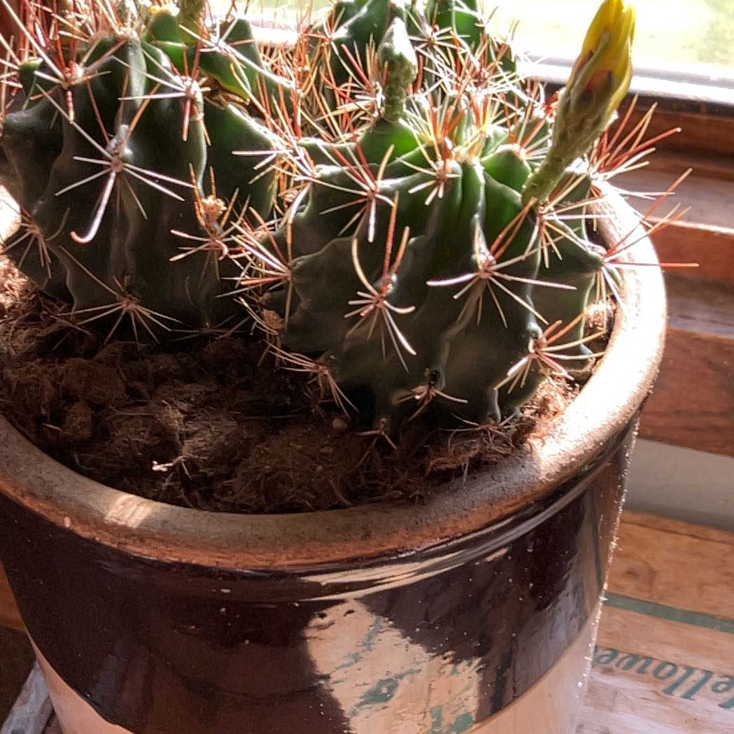 Photo of the plant species Fendler's Hedgehog Cactus by @NiceDisphyma48 named Aristotle on Greg, the plant care app