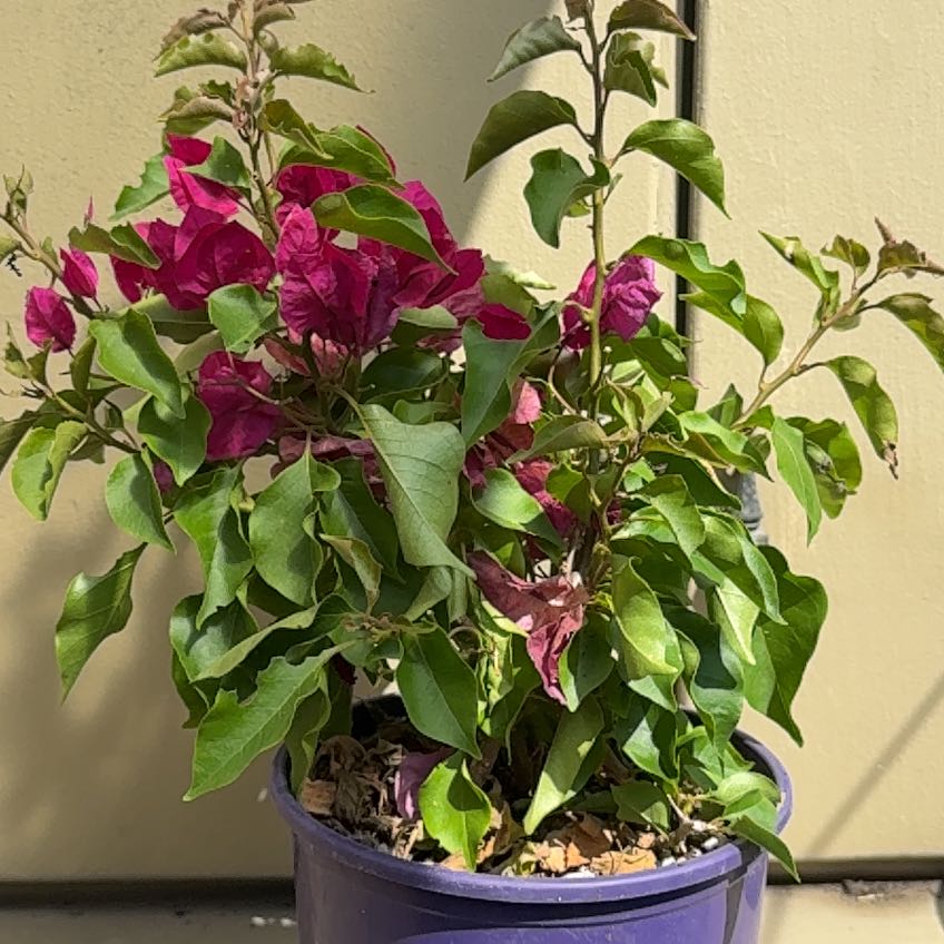Photo of the plant species Bougainvillea 'Purple Princess' by @RealBeans77 named Tolkien on Greg, the plant care app
