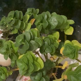 Photo of the plant species Flaming Katy 'Ares' by @TrustingCosmo86 named katniss evergreen on Greg, the plant care app
