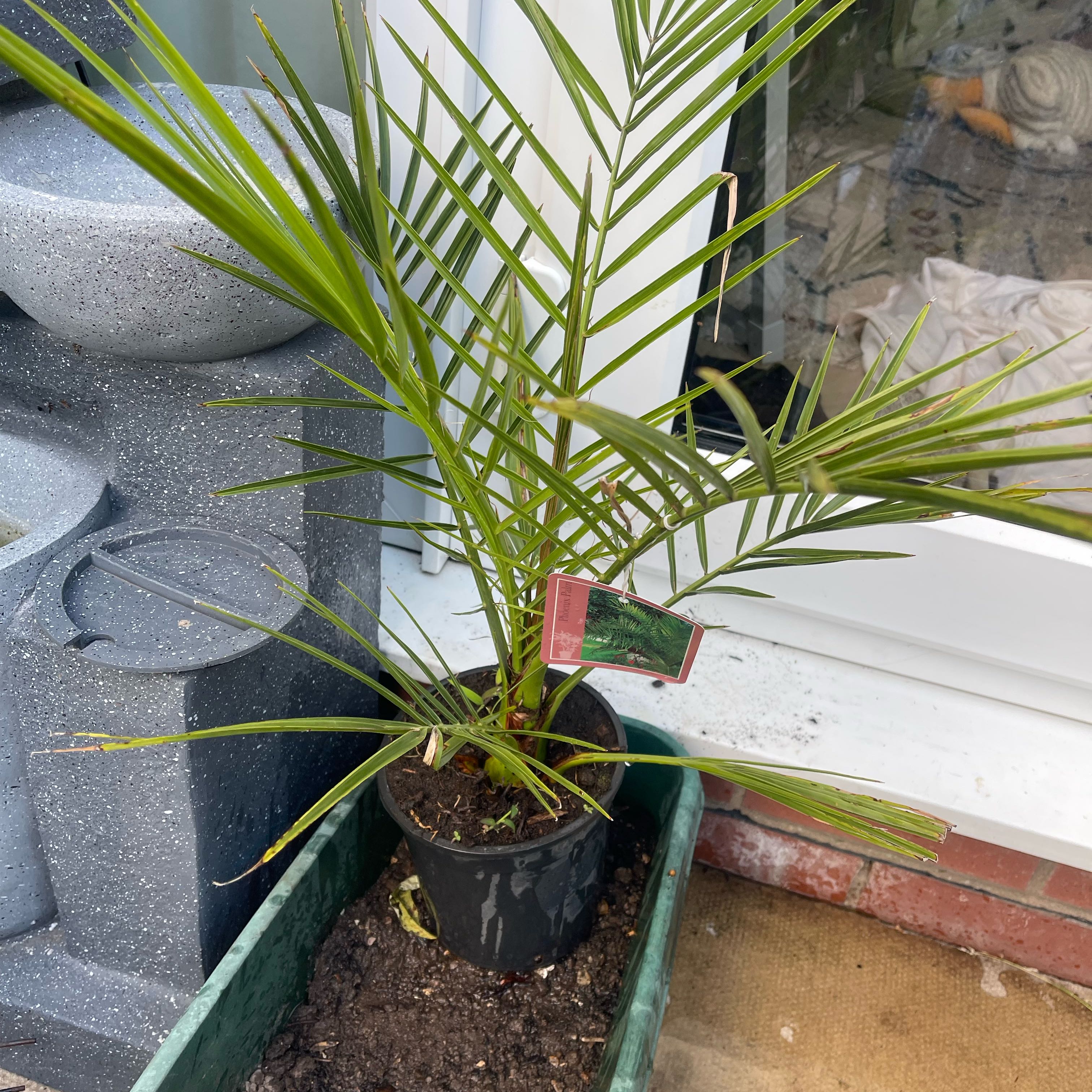 Photo of the plant species Phoenix Palm by @KookyFeijoa83 named Gaga on Greg, the plant care app