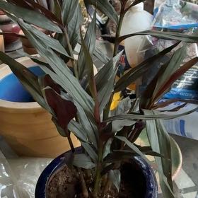Photo of the plant species Alpinia by @ShowyJuneplum88 named Rainier on Greg, the plant care app