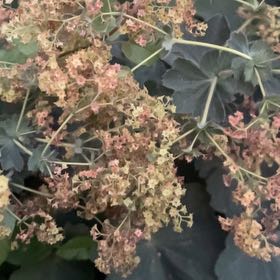 Photo of the plant species Lady's Mantle by @jamsjamsjams named Gobi on Greg, the plant care app