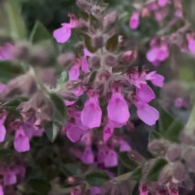 Photo of the plant species Wall Germander by @jamsjamsjams named Bodhi on Greg, the plant care app
