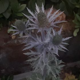 Photo of the plant species Mediterranean Sea Holly by @jamsjamsjams named Morgan Treeman on Greg, the plant care app