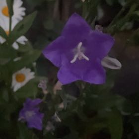 Photo of the plant species Peach-Leaved Bellflower by @jamsjamsjams named Girlfrond on Greg, the plant care app