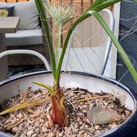 Photo of the plant species Mexican Fan Palm by @GenteelEllisia2 named Wall-E on Greg, the plant care app