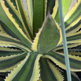 Photo of the plant species Agave Tricolor by @HipWildyam90 named Drake on Greg, the plant care app