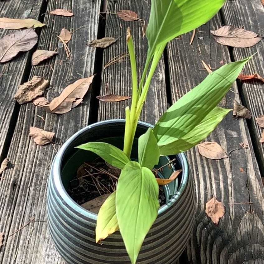 Photo of the plant species Blue Turmeric by @GlamorousYuzu34 named Geeta on Greg, the plant care app