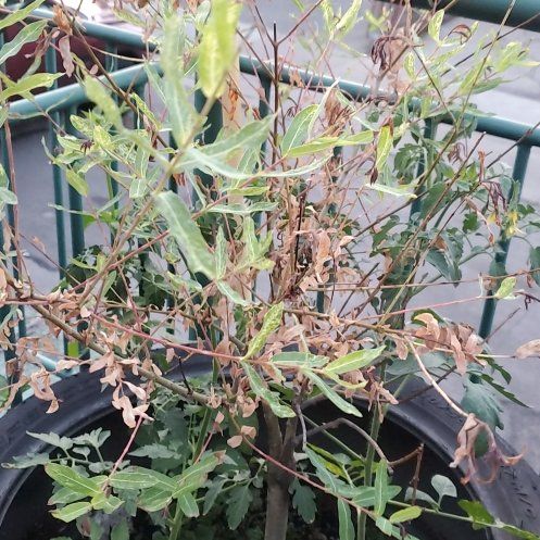 Photo of the plant species Pink Beauty Willow by @KeyLime59 named Nishiki on Greg, the plant care app