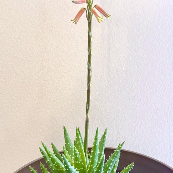 Photo of the plant species Aloe 'Velociraptor' by @MaximalAlula47 named Clever Girl on Greg, the plant care app