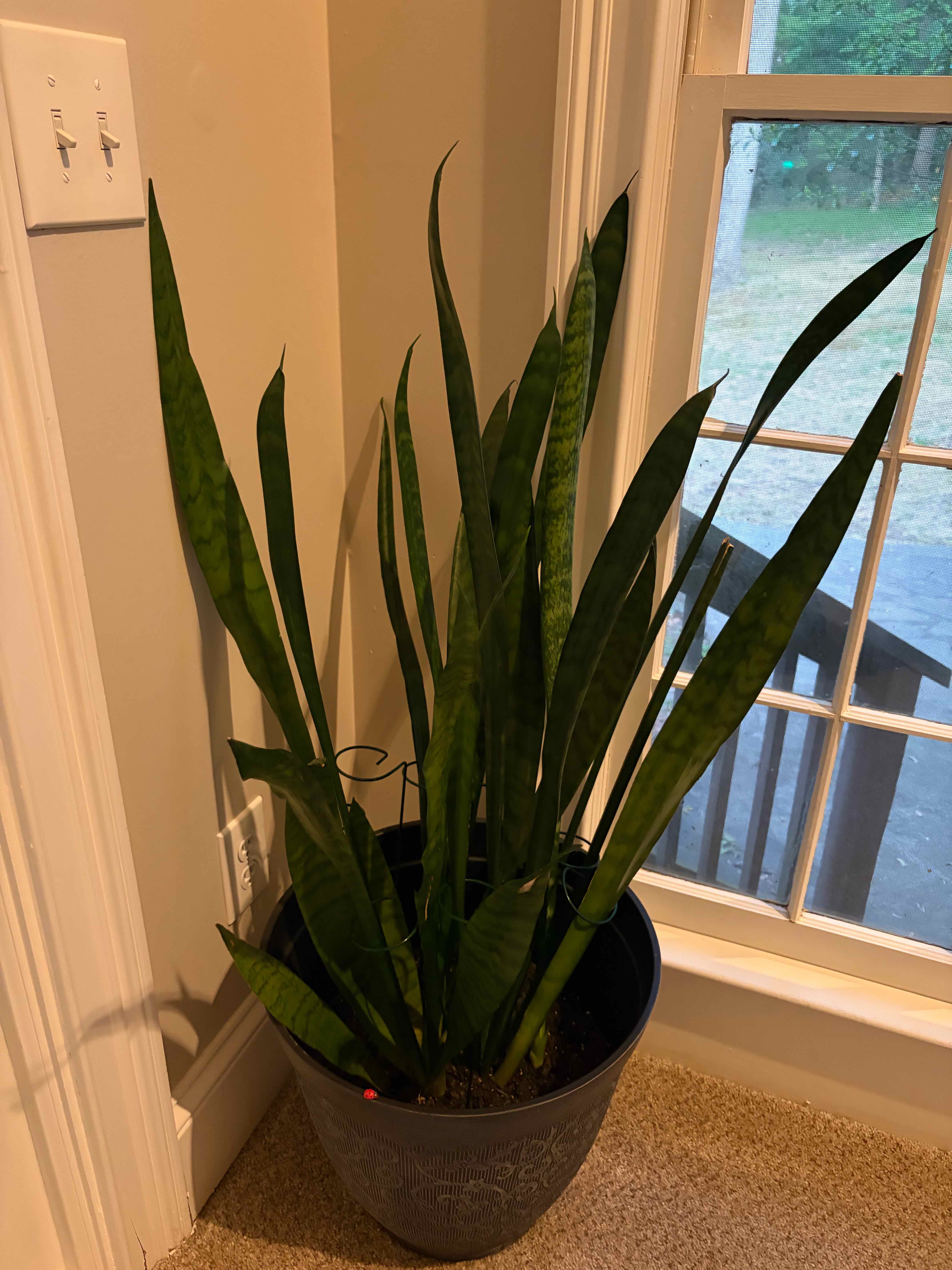 Snake Plant plant photo by @ADOC named Synovia on Greg, the plant care app.